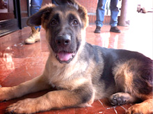 amigos japydog