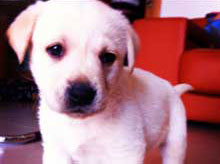 Clases especiales para cachorros